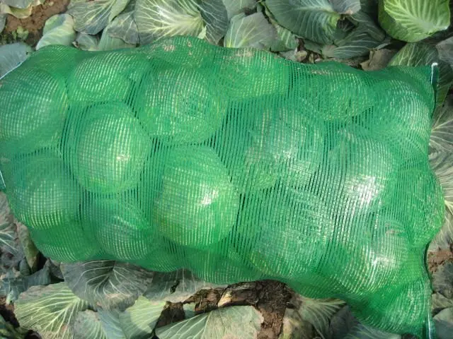 
small round fresh cabbage 