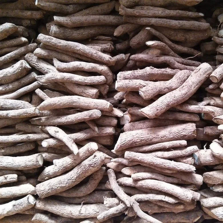 chinese high quality cold resistant fast growing paulownia tomentosa rootstock