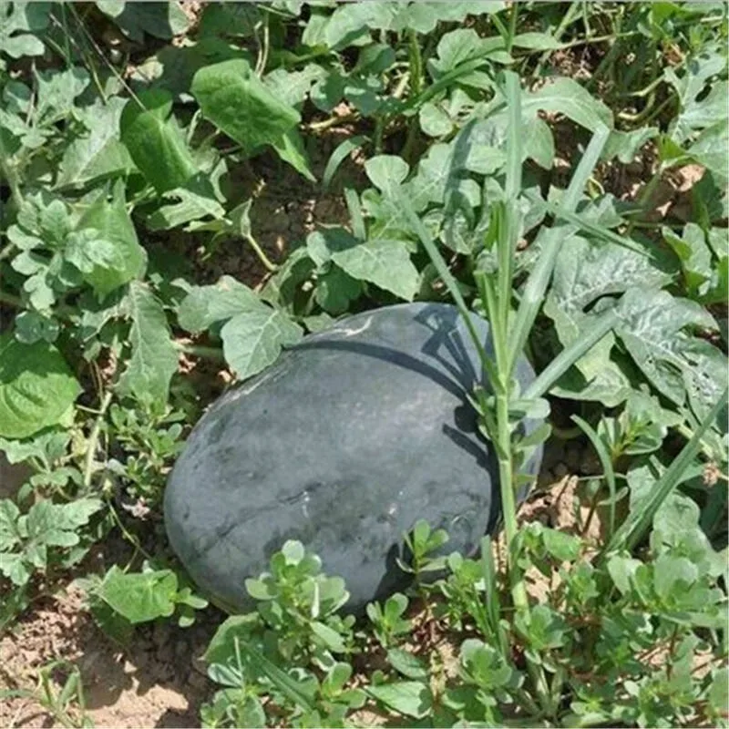 BLACK JING black skin f1 hybrid red watermlon seeds for sale