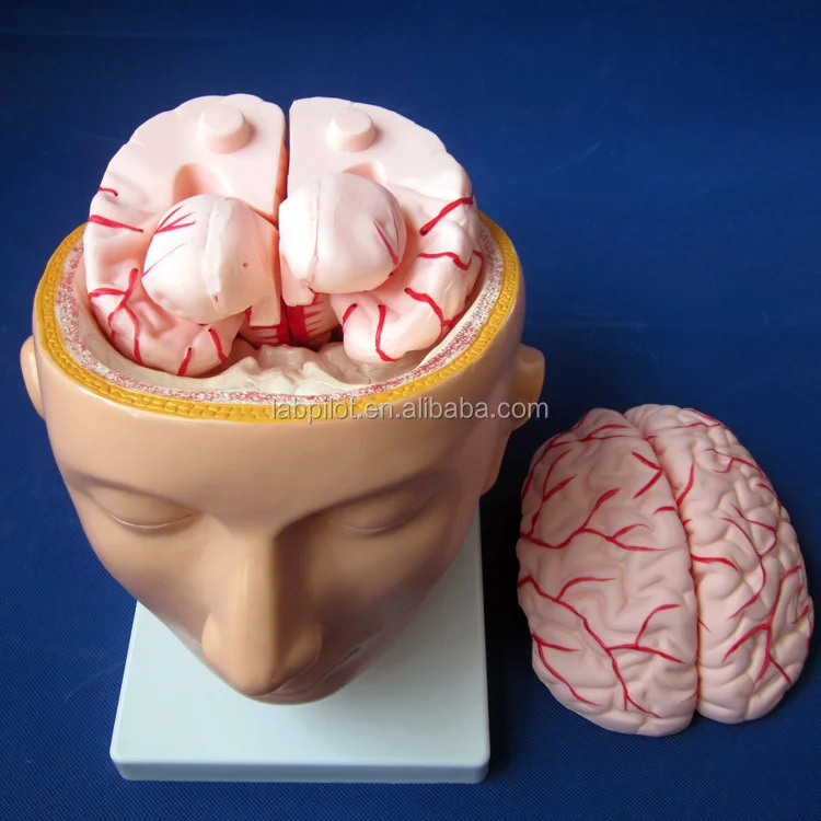 9 Parts Brain Medical Model with Arteries and Head, Biological School Teaching Brain Model