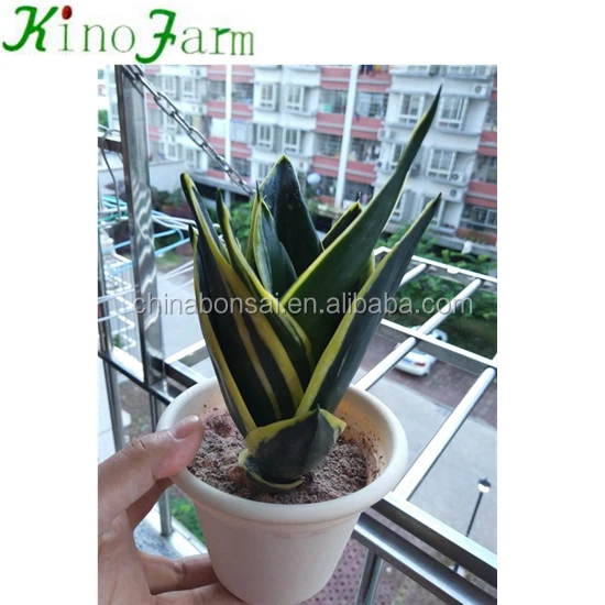 
Whosale All Types Of Sansevieria Plants 