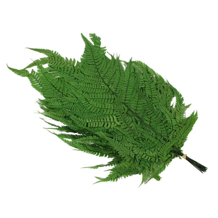 Preserved Natural Eternal Plants Preserved big Fern Leaves large green leaf plants