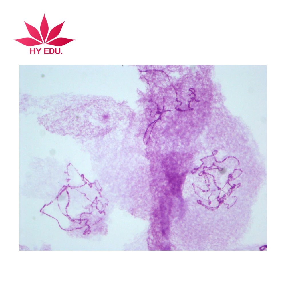 Fixed set high quality 14 pieces chromosome microscope prepared slides,human chromosome slides