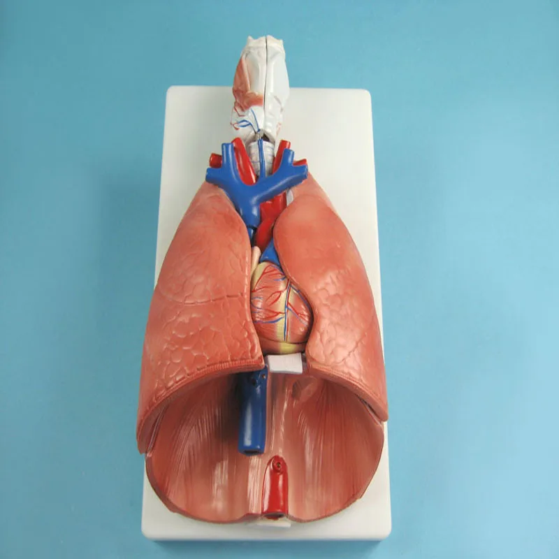 
Biology Teaching Aids Anatomical Model of the Larynx the Heart and the Lungs 