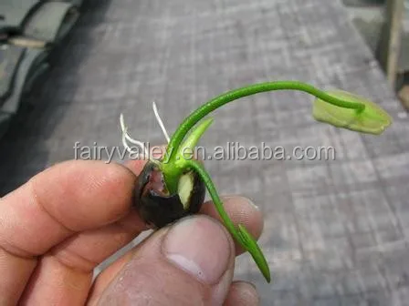 Super High Quality Bowl Lotus Seeds Flower Seeds For Growing