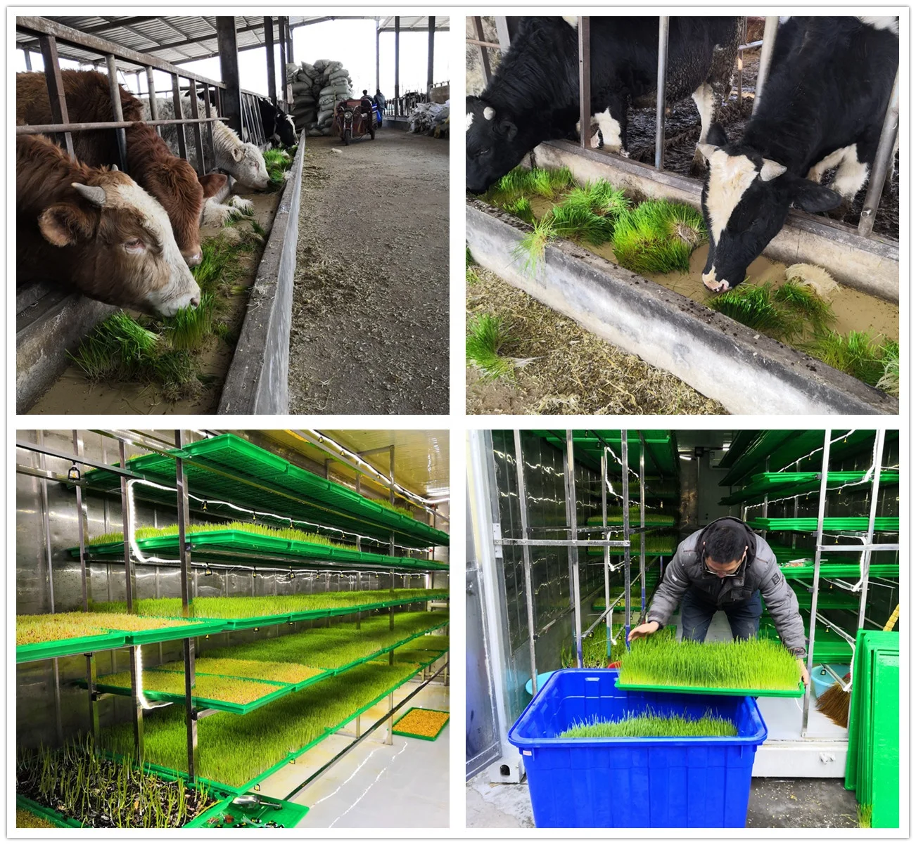 Container vegetable cultivation system hydroponic system three-dimensional vegetable cultivation soilless cultivation system