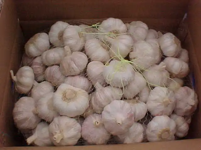 China fresh garlic 2021 CROP