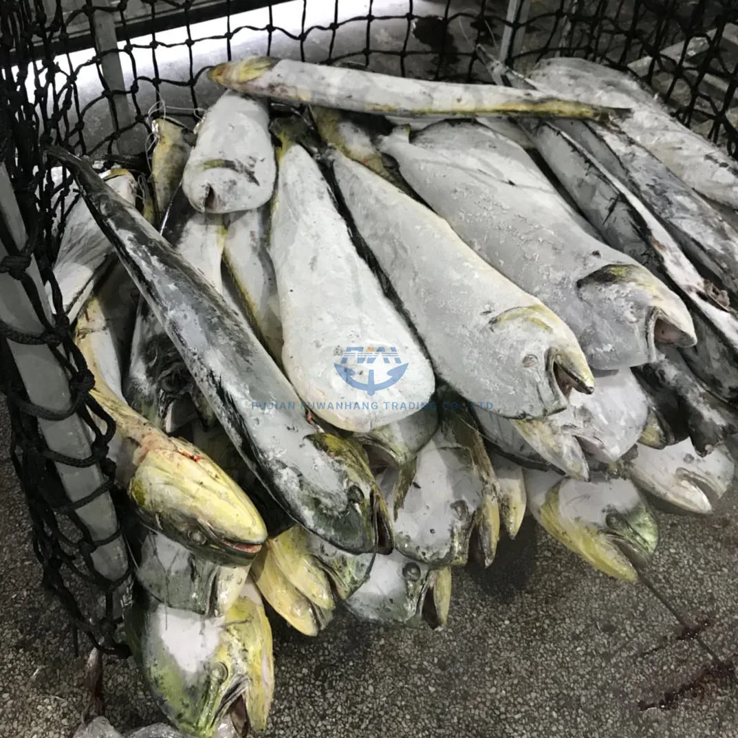 
Whole round seafrozen MAHI MAHI with wholesale price 