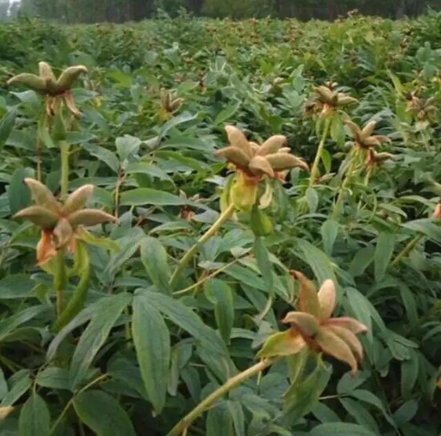 Декоративные растения, смешанные цвета, семена пиона для посева