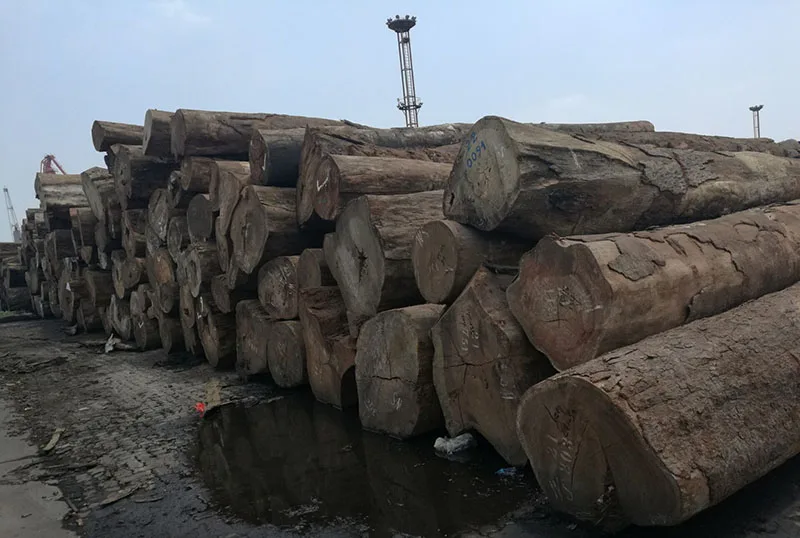 Doussie , Sapelli , Tali , Teak , Pachyloba Wood Logs
