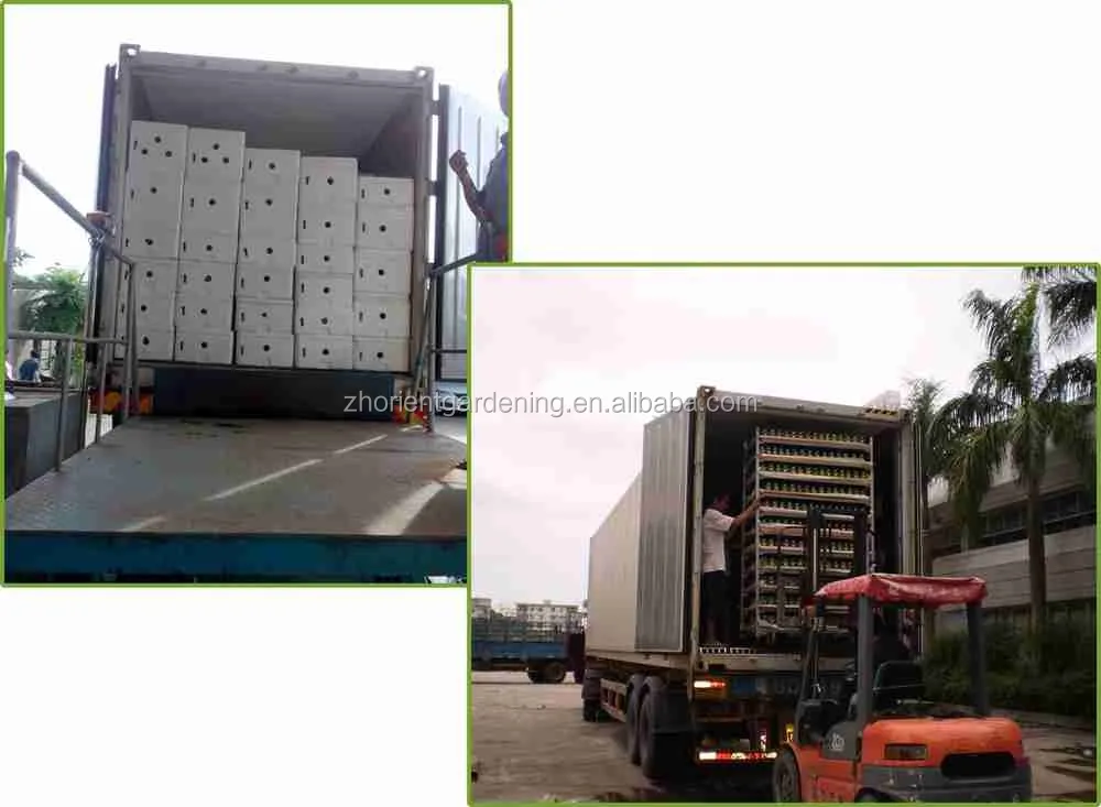 
18 stems braided bonsai tree dracaena sanderiana 