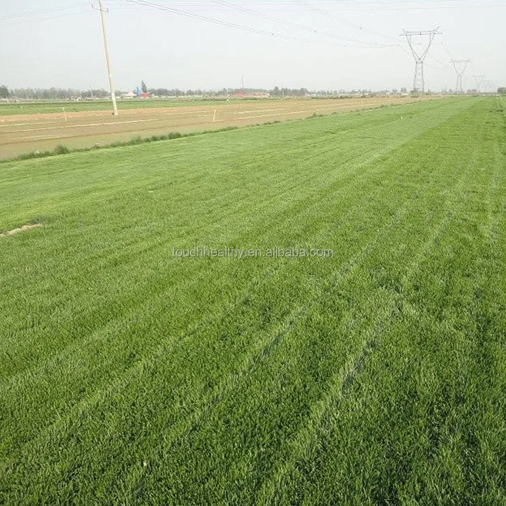 2021 hard chromium plated tool fescue seeds lawn grass turf grass seeds