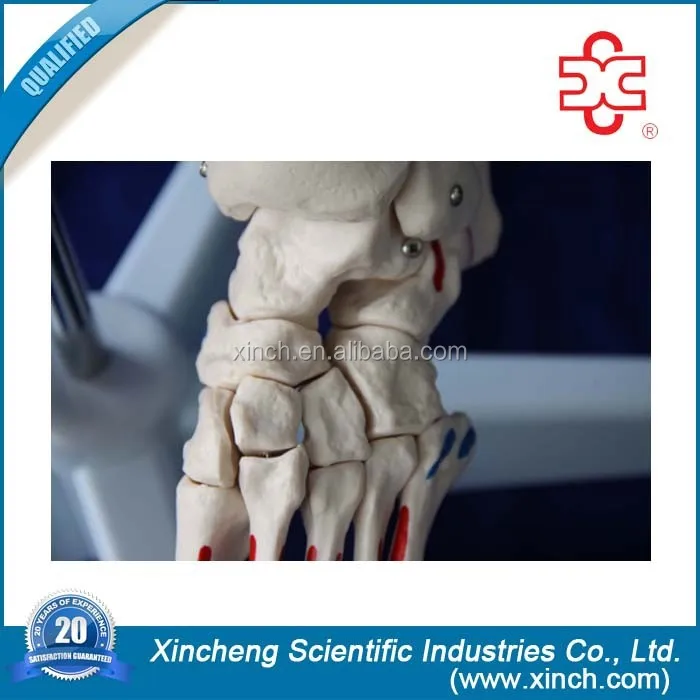 180cm Skeleton with Muscles and Ligaments Human skeleton anatomy model