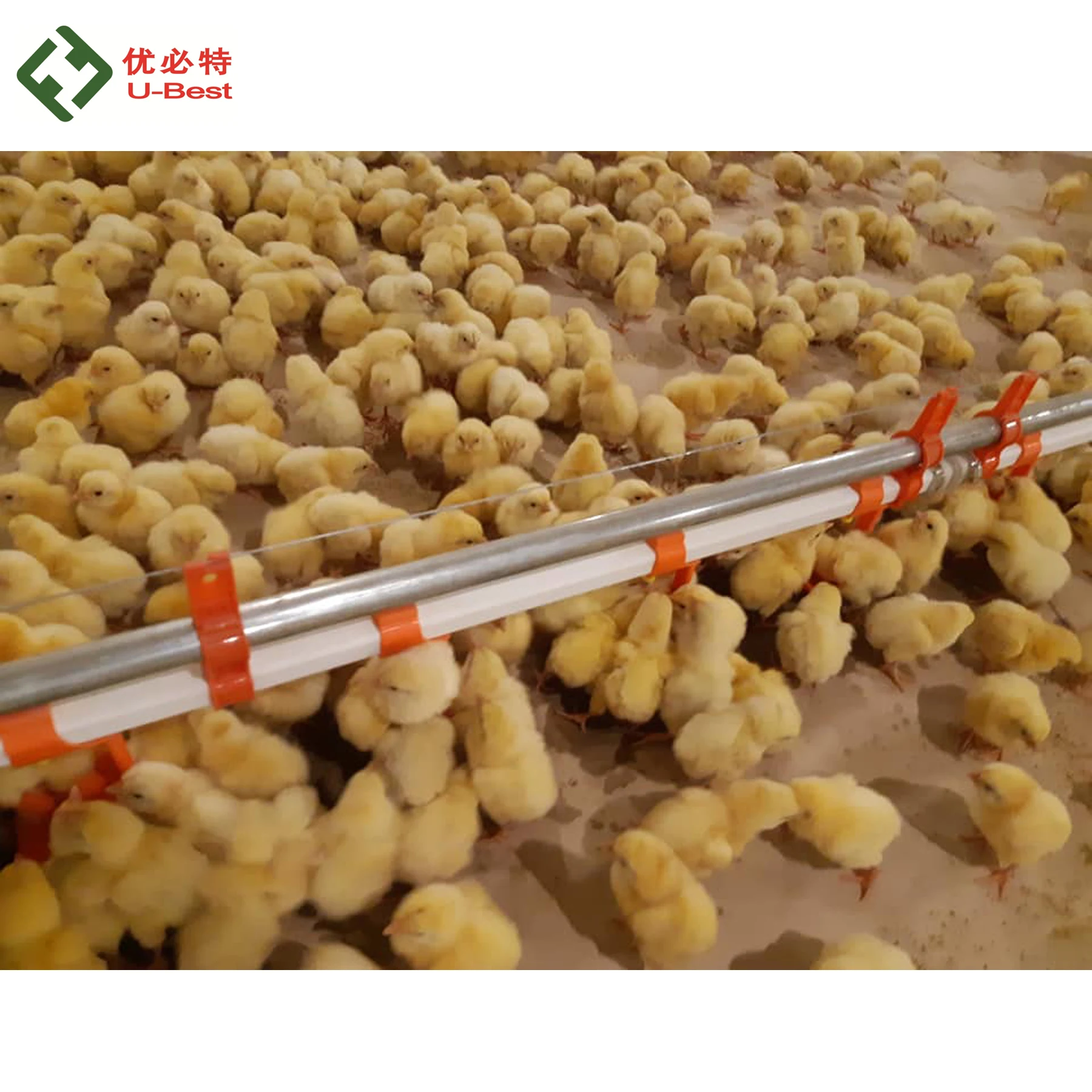 Zimbabwe chicken farm automatic poultry feeder