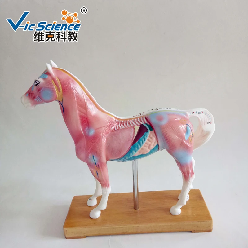 Hot Sale Animal Models Horse Acupuncture Model  for Teaching