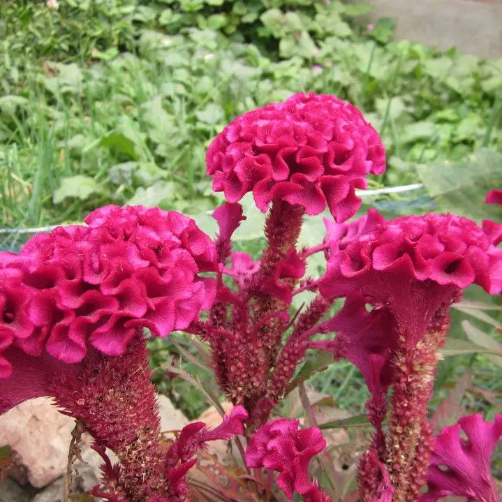 
S404 Ji guan hua Supply with Best Price Celosia Cristata Seeds 