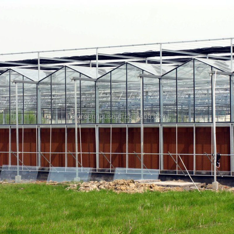 Multi span glass greenhouse