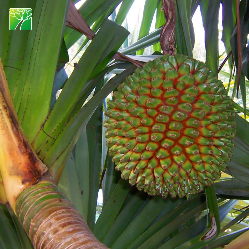 Natural outdoor ornamental perennial flowering plants name pandanus utilis