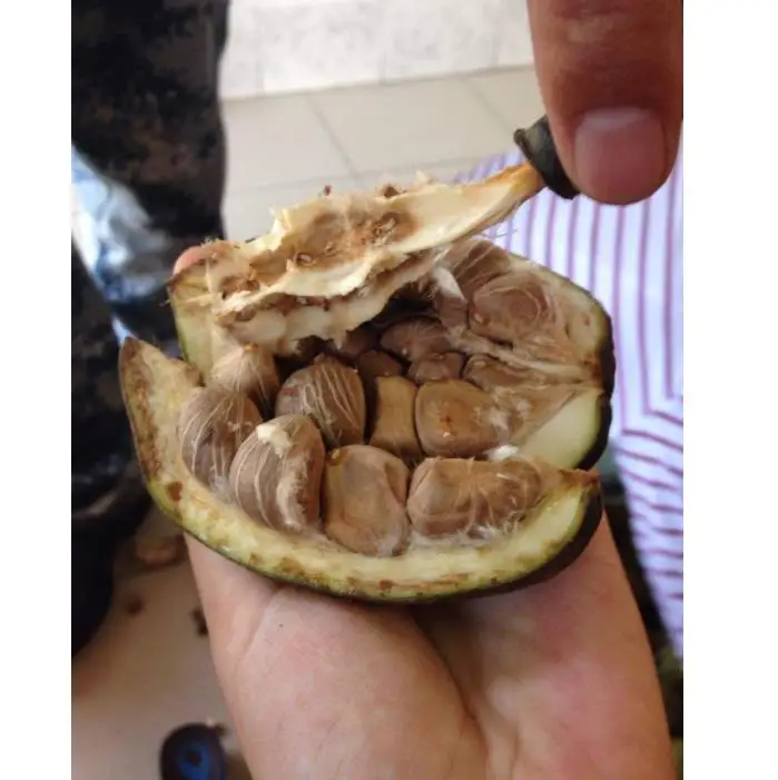Высококачественные семена Pachira macrocarpa pachia