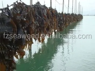Lower Price Frozen Seaweeds Salted Kelp Silks or Kombu Strips,Laminaria Seaweed Salads