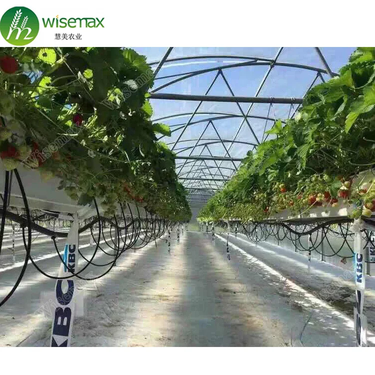 Aeroponics system large tunnel film greenhouse for tomato