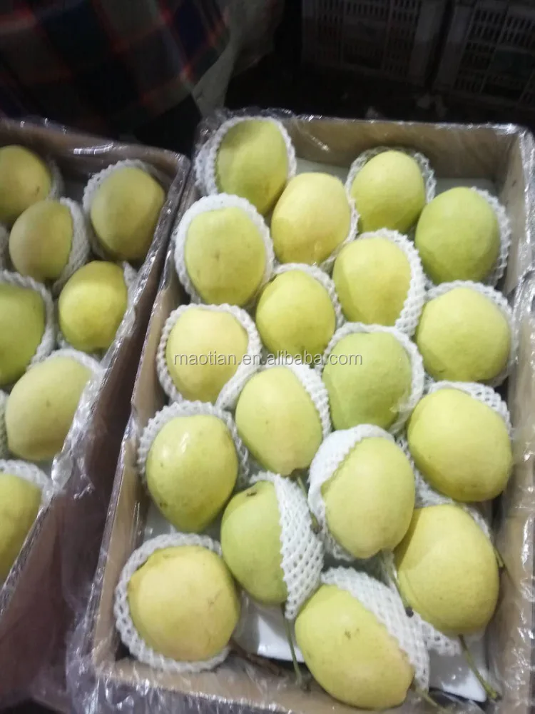 
Shandong Pear 