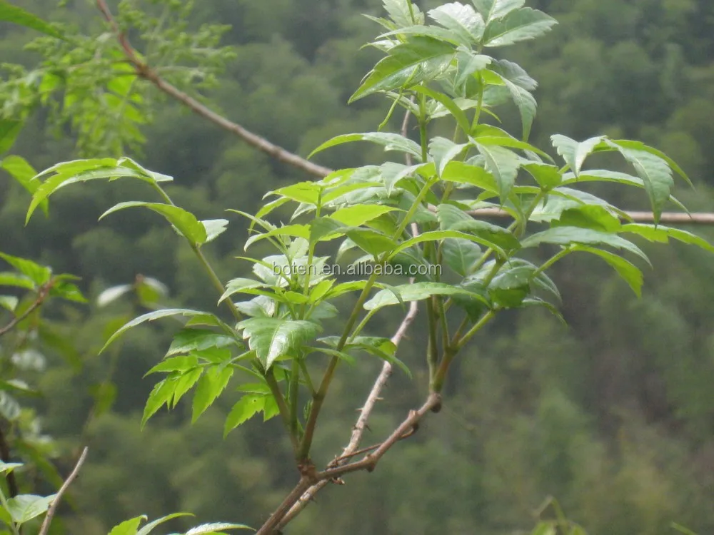 Экстракт виноградного чая, дигидромирицетин 98%