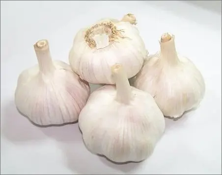 
Supply New Crop Fresh garlic 