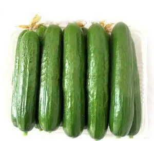 
Cucumber Vegetable Seeds Organic Vitamin Herbs Cucumber for Salad 