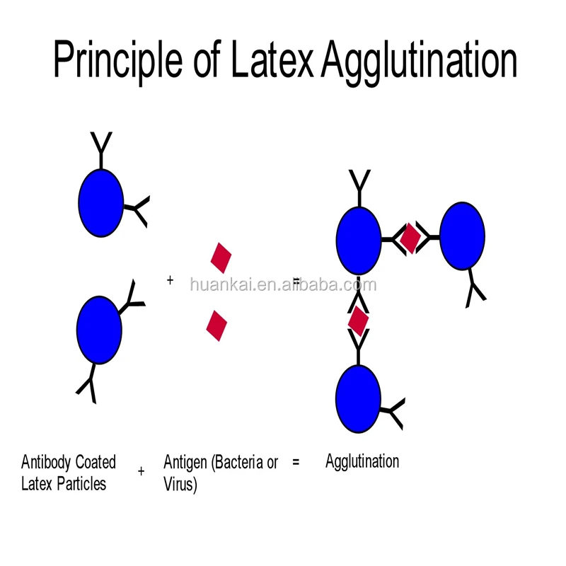 D Group Streptococcus latex test kit