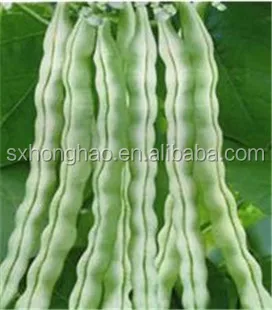 Оптовая продажа низкая цена экстракт белой фасоли порошок