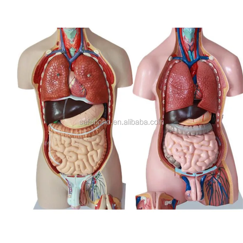 Half Body Human Anatomy Organs Model Manikin Medical Science Teaching Model Plastic Human Body Parts Medical School Carton Box