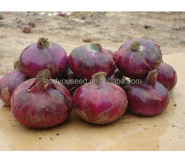 ON02 Diqiu, семена красного лука в середине-поздних солнечных лучей, цена