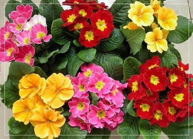 Hybrid F1 Primula Malacoides Flower Seeds For Cultivation