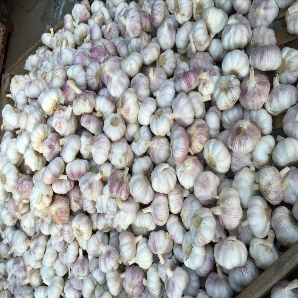 
Shandong pure white garlic 