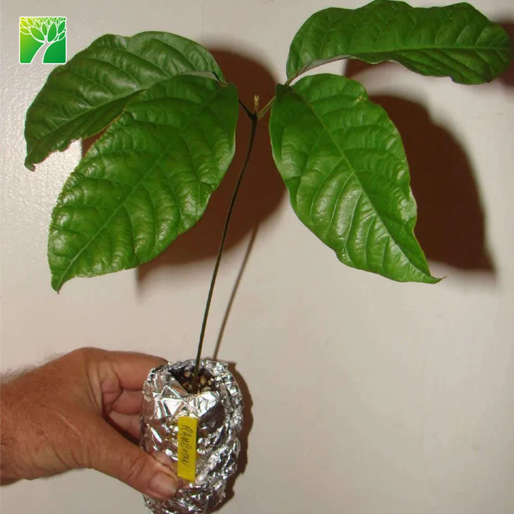 
 Вечнозеленое дерево Rambutan с высокой скоростью роста, растение для рассады дерева Nephelium lappaceum  