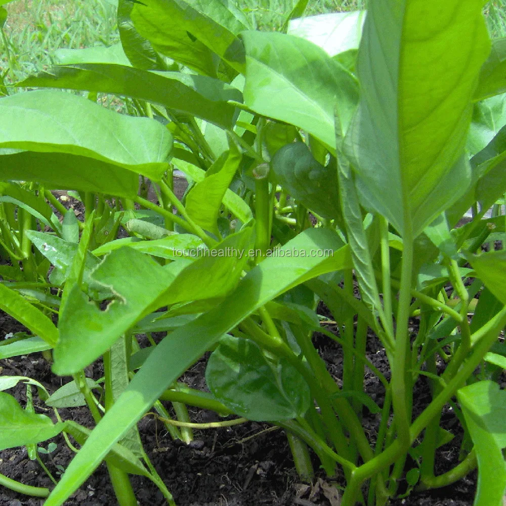 Touchhealthy поставка хорошего качества ВОДА СЕМЕНА шпината для продажи