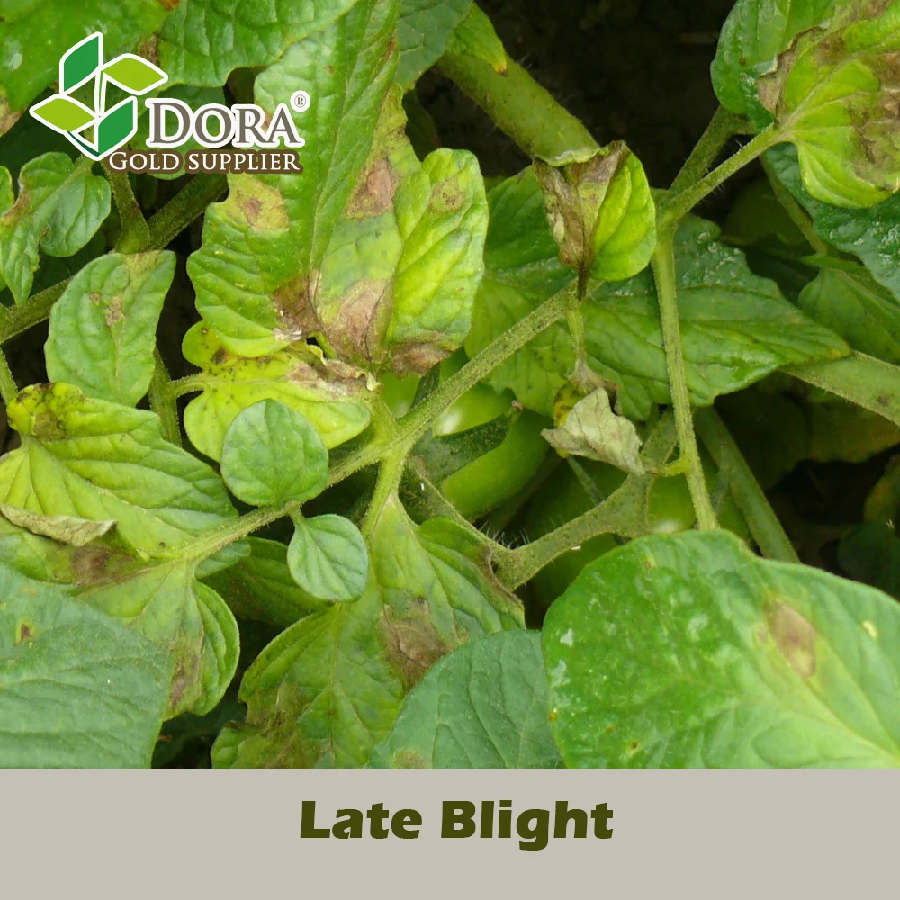 Dora Trichoderma as Mosaic disease, Early blight, Late blight Defender