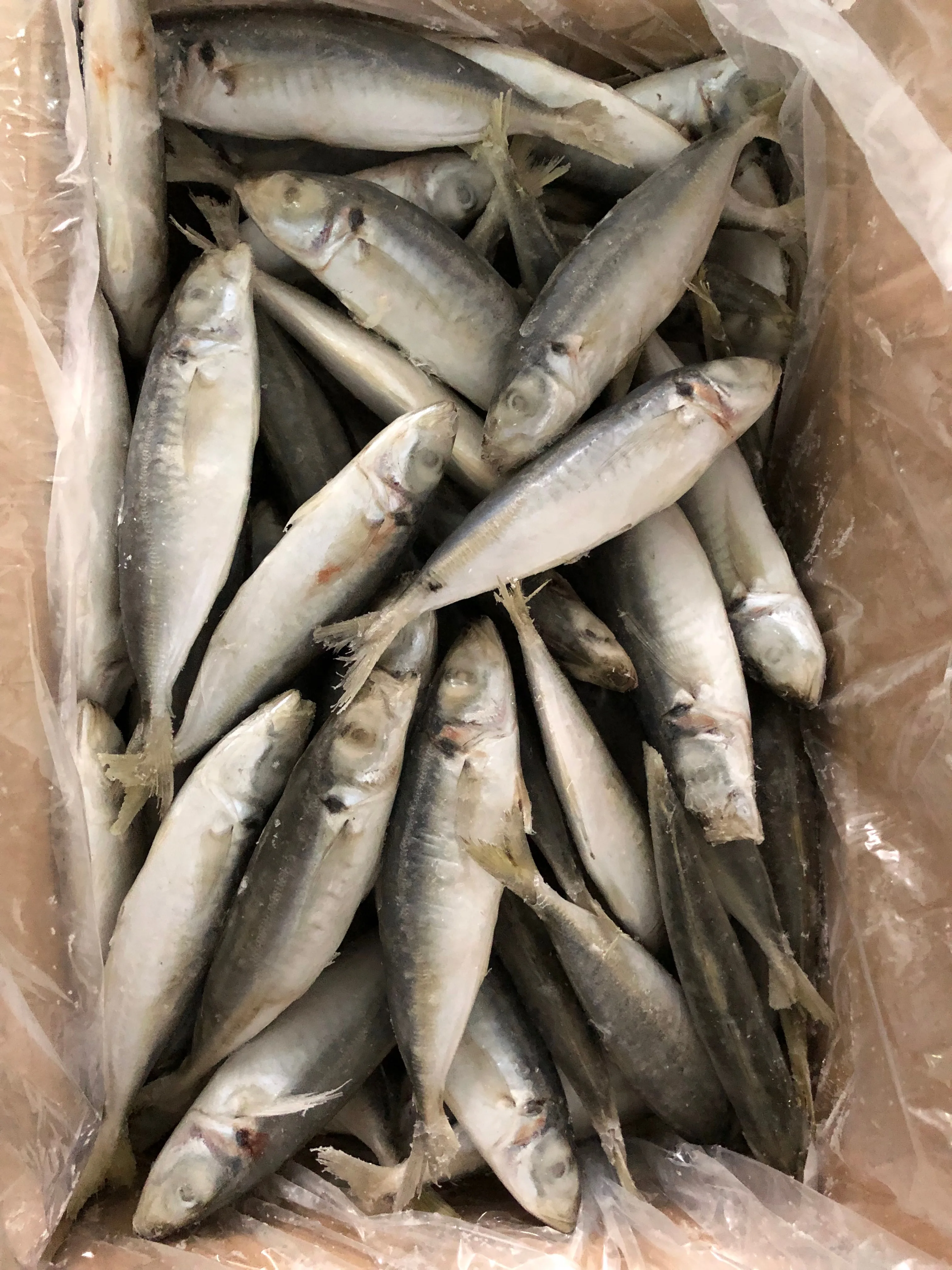 
Frozen Round Scad - Factory Partner Supplier 