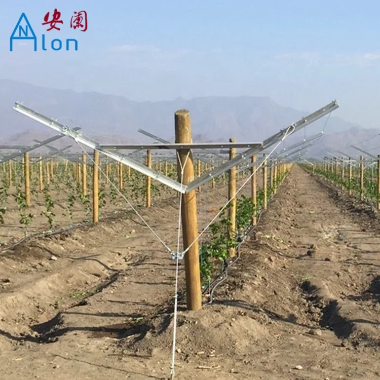 Открытая решетчатая система виноградной лозы