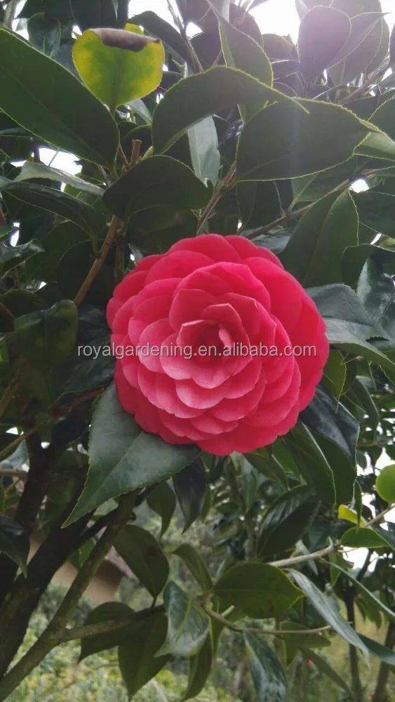 
Camellia japonica Tree Plant 