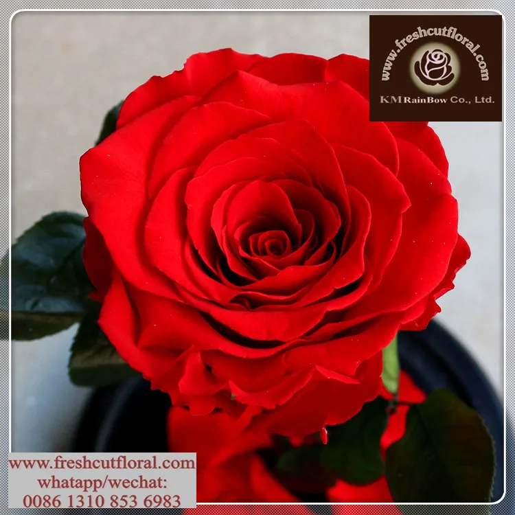 Run-After Undying Preserved- Rose Flowers Sent Out Four Seasons