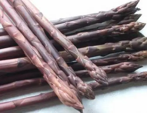 
Suntoday Red purple hybrid F1 asparagus seeds 10gr/bag 