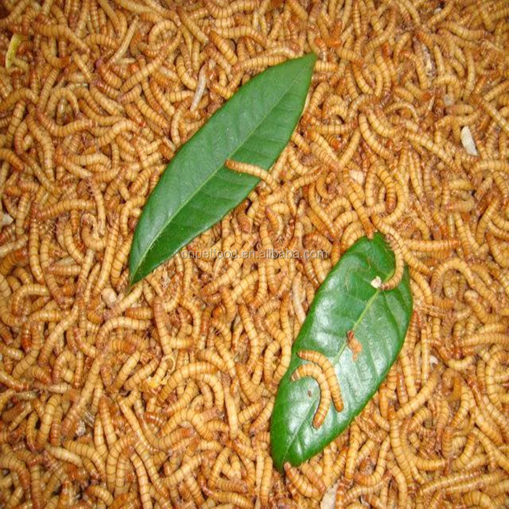 dried mealworm bird food&aquarium fish food gusano de harina
