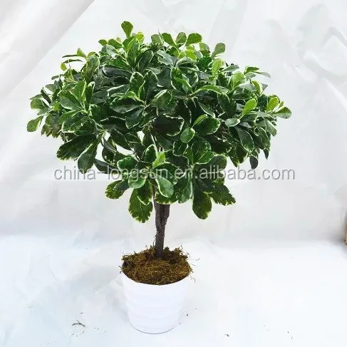 LSD-20160724931 Artificial Succulent Plant Desert Rose/Adenium Obesum Artificial Flower Green Plant Table Decoration Branches