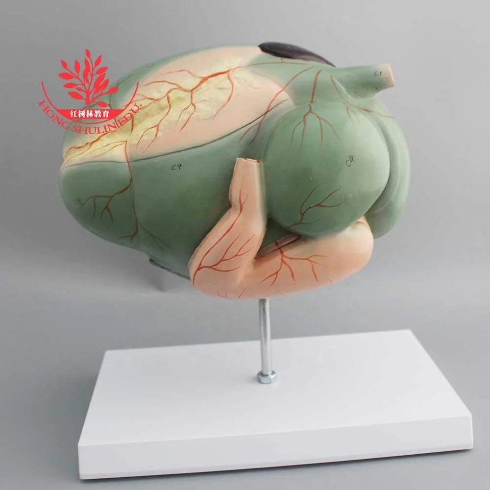 Anatomical model PVC Plastic Stomach Uterus Cow Medical Science Animal Models Medical Supplies
