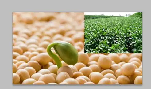 
Instant Soy Milk Powder Soybean Milk Powder No Sugar No bean taste, dehull, enzyme deactivated powder 