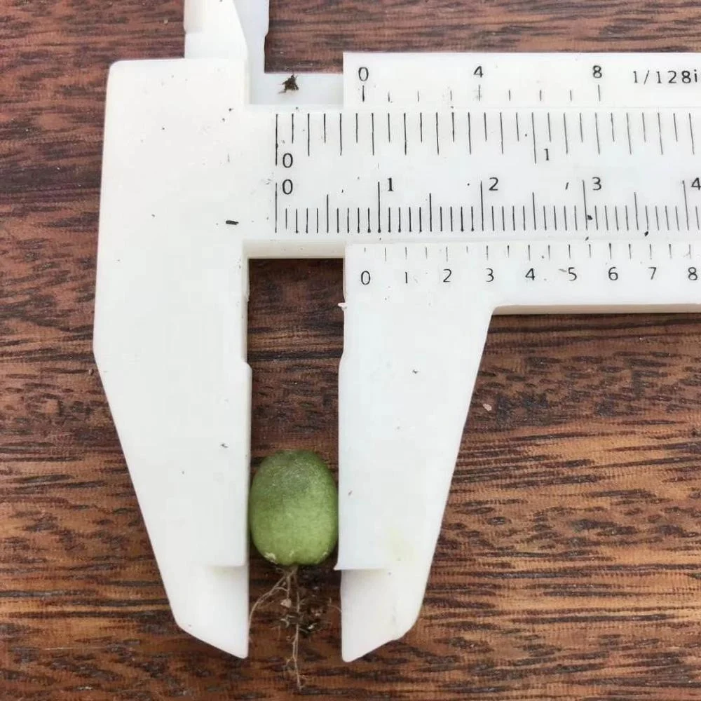 
Wholesale Succulent Plants Conophytum maughanii with LOW PRICE 