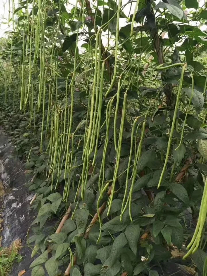 
Soybean - based organic fertilizer beneficial bacteria agent 