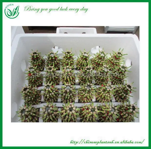 
indoor plants 3 layer tower shape lucky bamboo dracaena sanderiana 